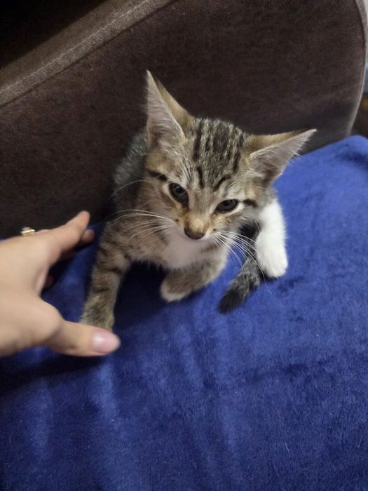 Отдам котят даром