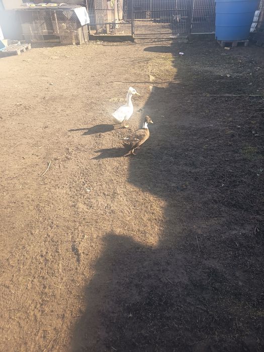 Rața și rățoi cu moț de vânzare