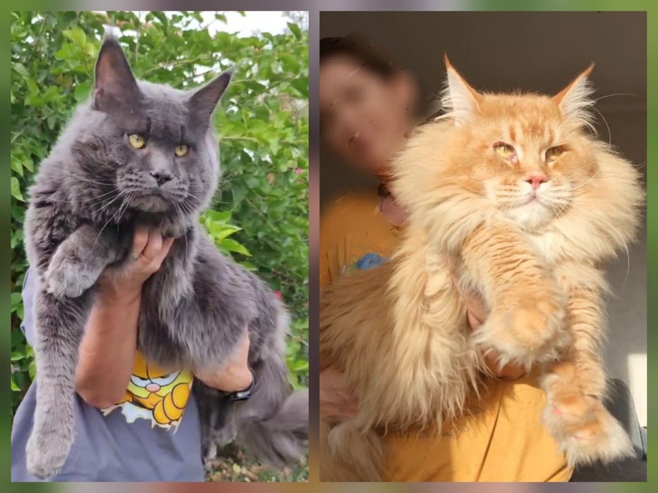 Коты мейн - куны.
