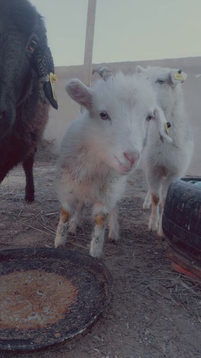 2 лақ сатылады пысық екеуі 69000