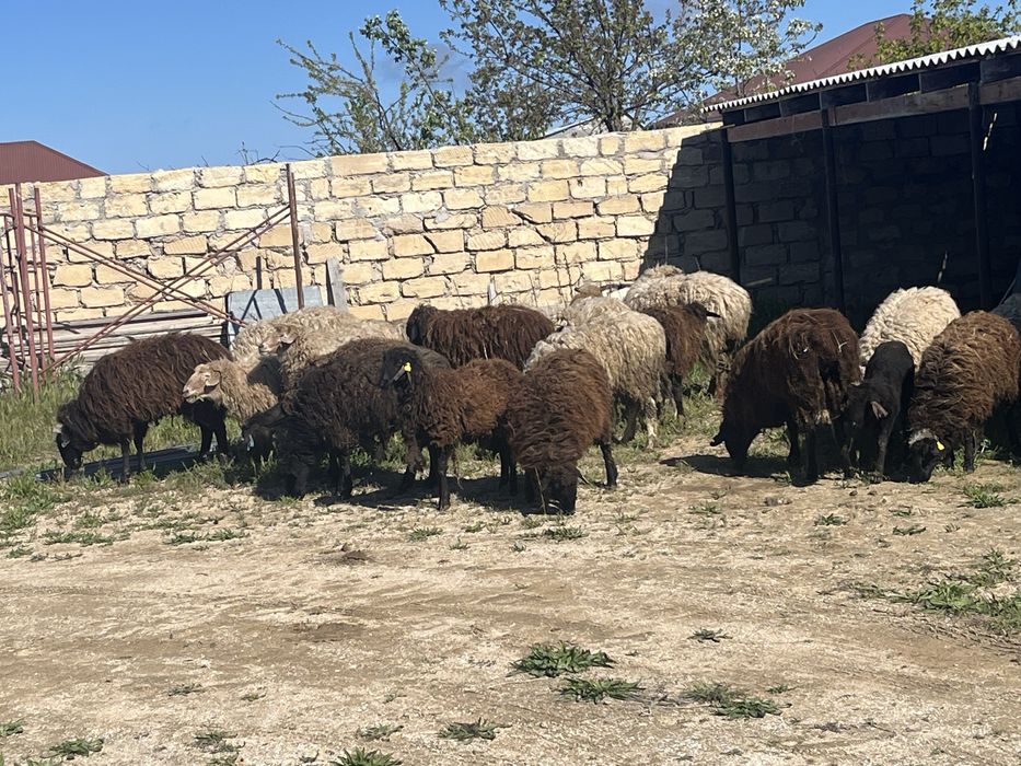 Қой, тұсақ, ісек