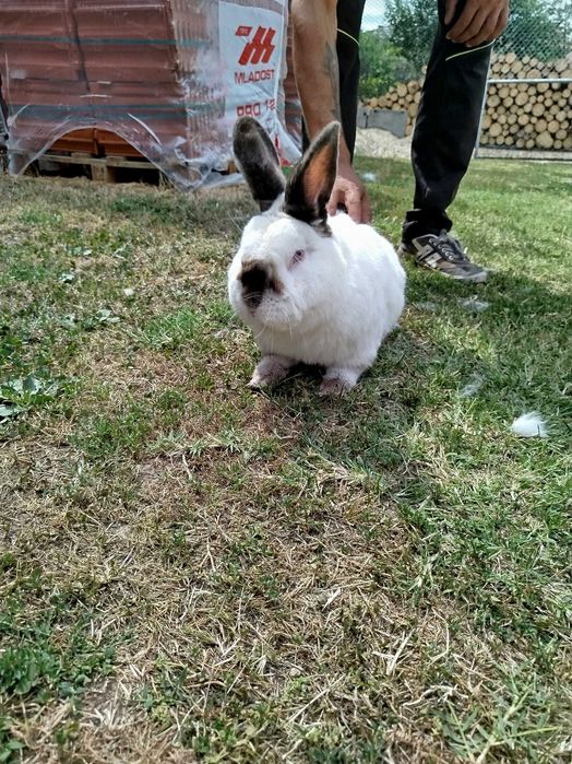 Зайци калифорнийци