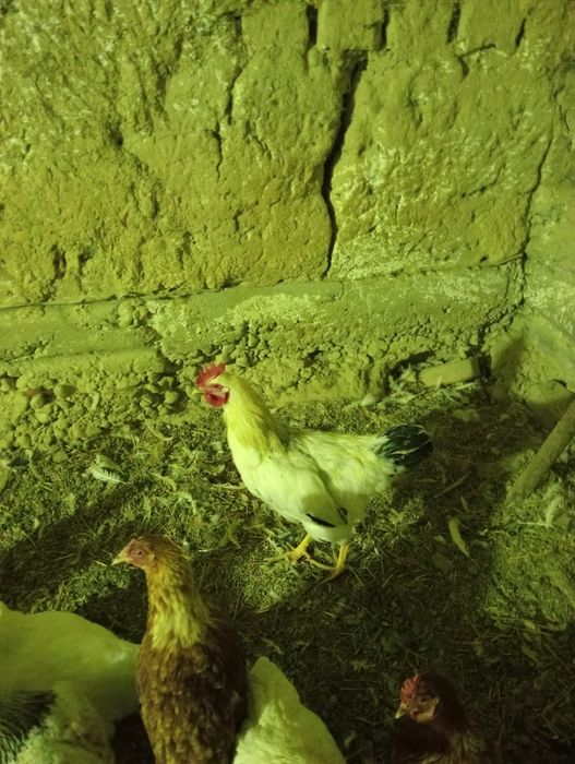 Жас қораздар сатылады