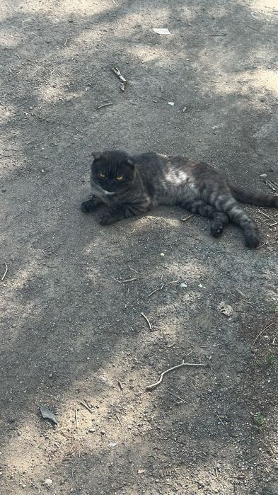 Вислоухий котик срочно ищет дом