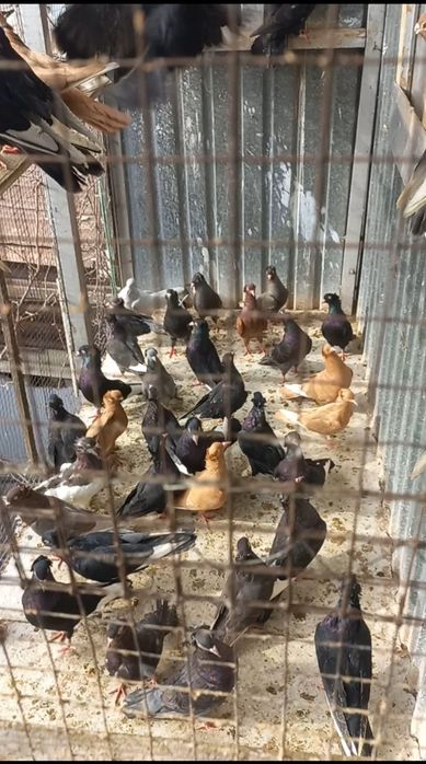 Голуби на продажу город Шымкент