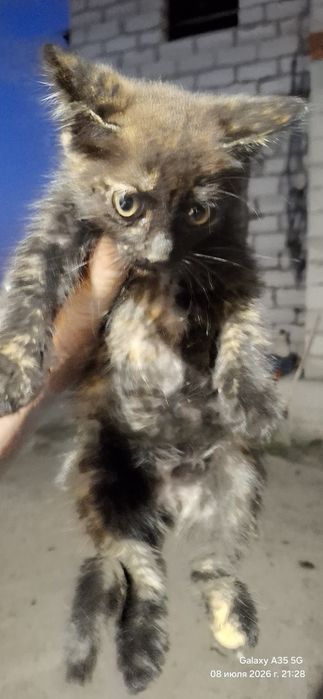 Отдадим котят бесплатно