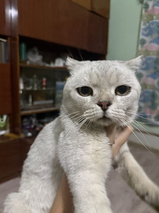 Кот в добрые руки!!