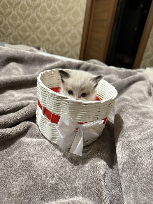 Британци котята )