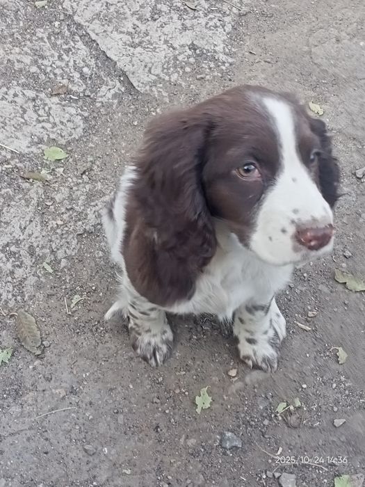 Спаниель собачка