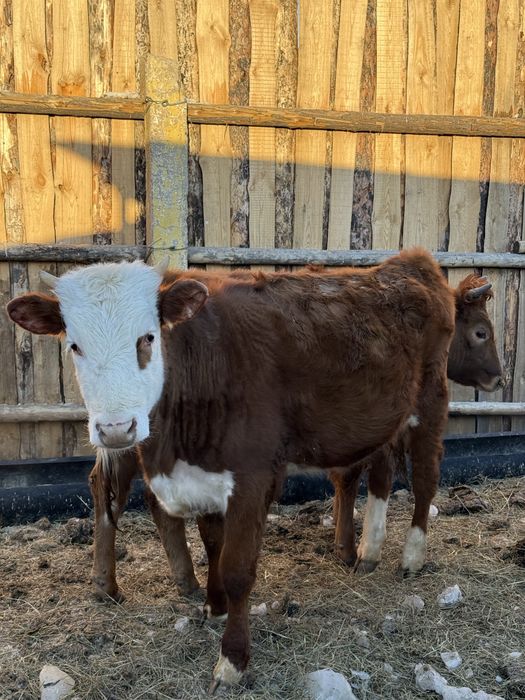 Продам 3 телкиии