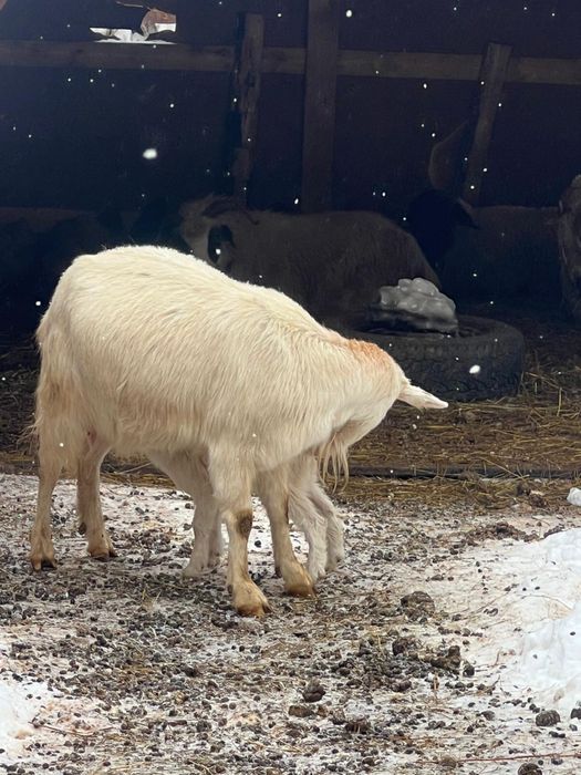 Capra de lapge+ieduț