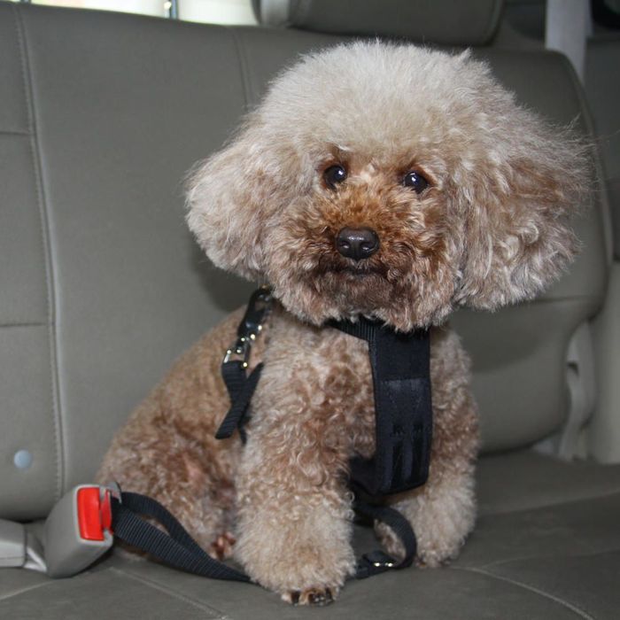 Centura siguranta animale de companie cu ham Pets Travel, marime S 30-60cm Lesa