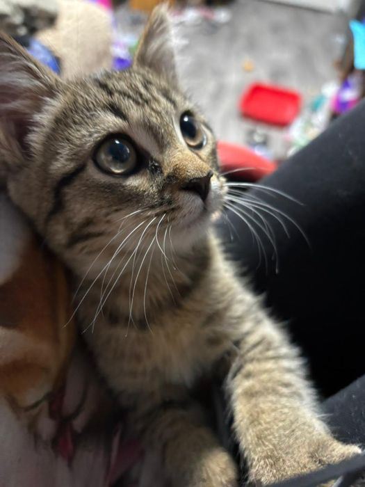 Котенок в добрые руки