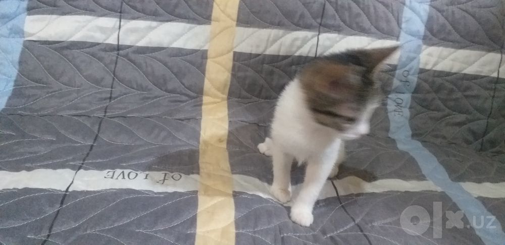 Котята ,   отдадим в добрые руки