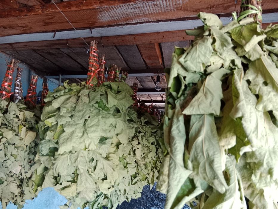 Дубовый веники..