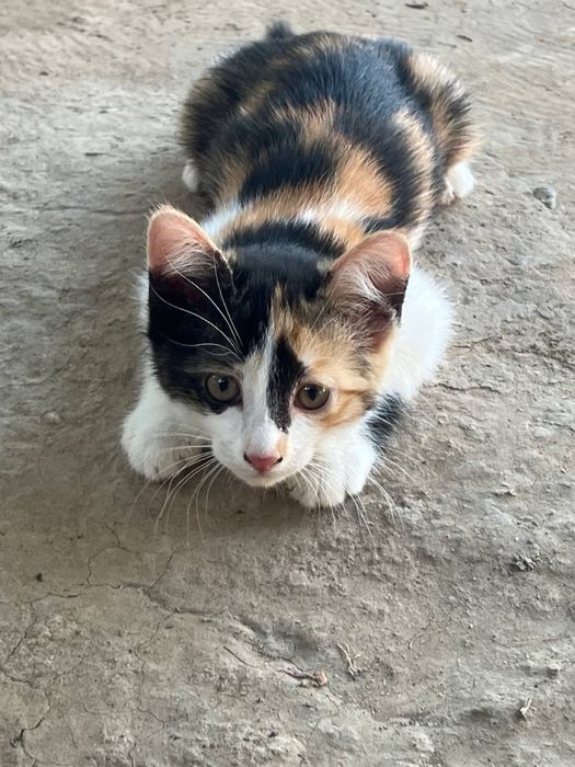 Милые котята в добрые руки