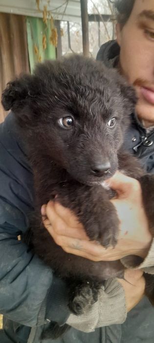 Щенки мальчики и девочки