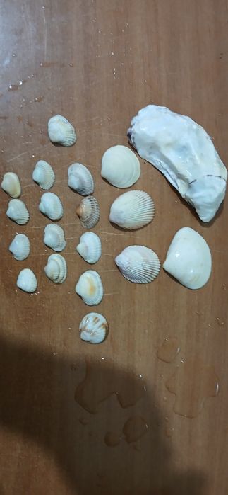 Продам ракушки для аквариума