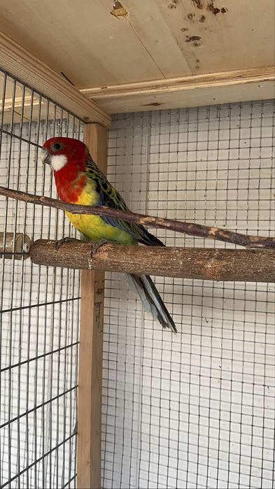 Vand papagali perusi, nimfe,zebre si rosella