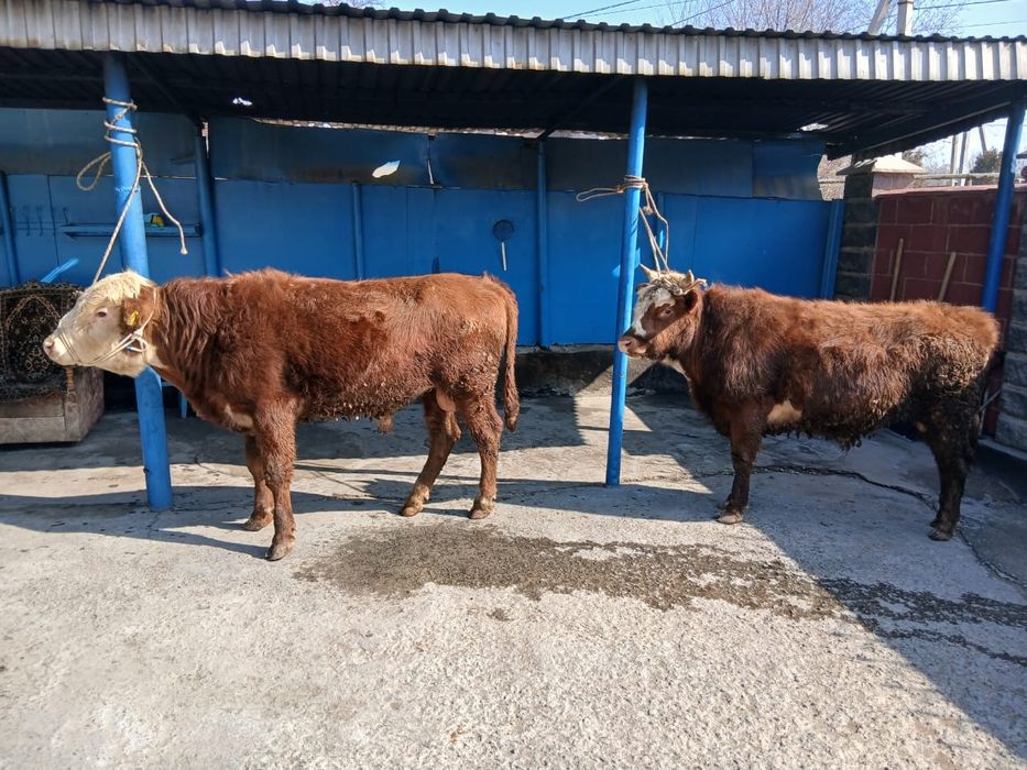 Продам двух бычков породистых!