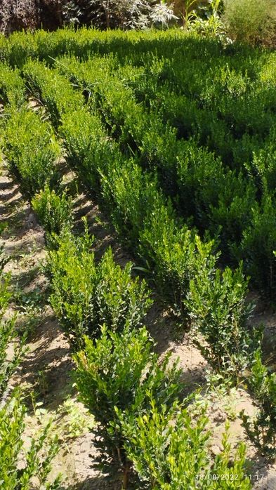 Devor Gullari sotiladi