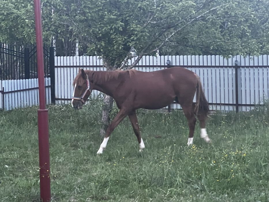 Iapă Maestoso, culoare roib, pret negociabil
