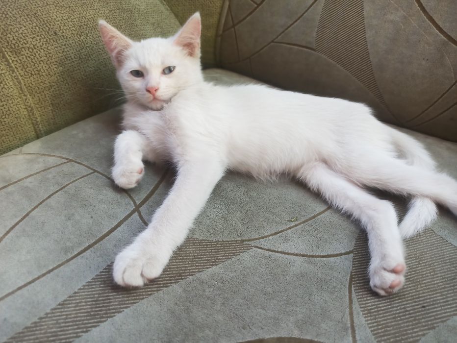 Отдам котенка мальчик 3 месяца