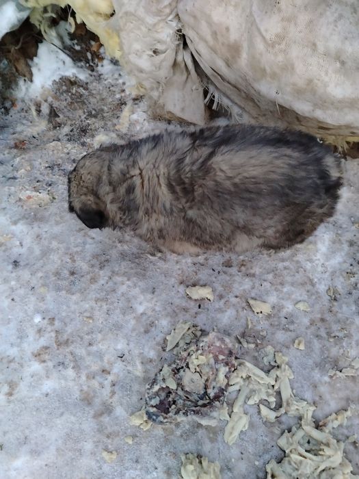 Отдам щенка мальчика