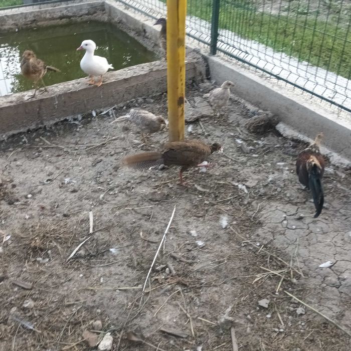 Fazani auriu pe galben