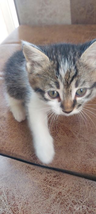 Котята бесплатно