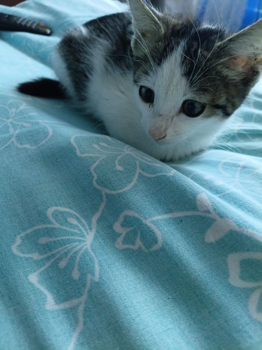 Отдам котенка в добрые руки