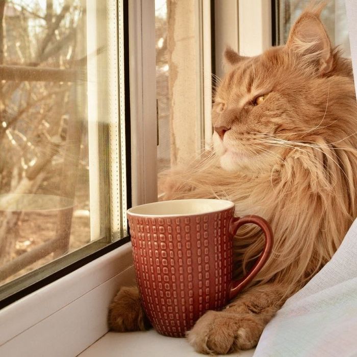 Мейн Кун, кошки, вязка,