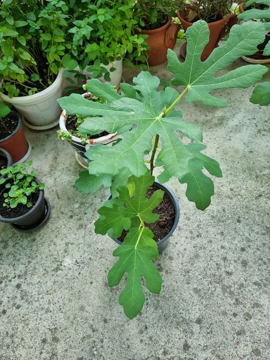 Лимон, Смокиня, Касис,  Алое