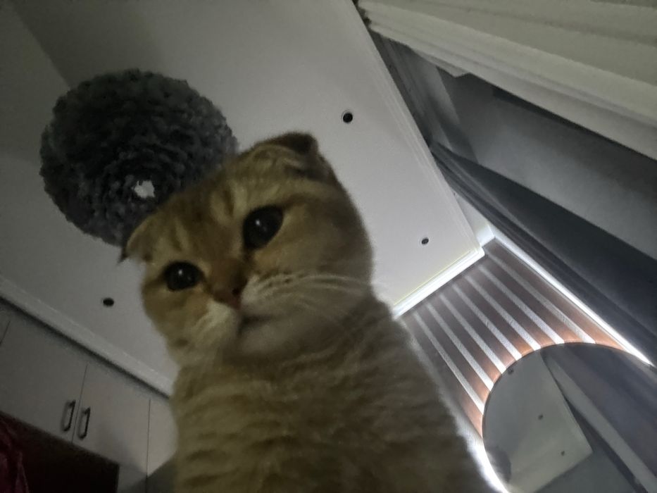 Продам шотландскую вислоухую кошку в хорошие руки