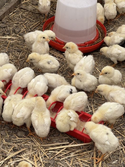 puii de gaina rasa mixta de 14 zile