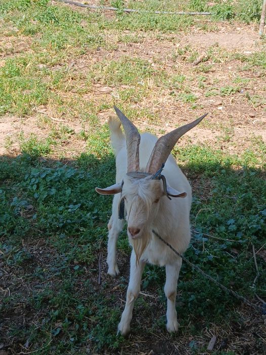 Тозакон занин такка эгизёр