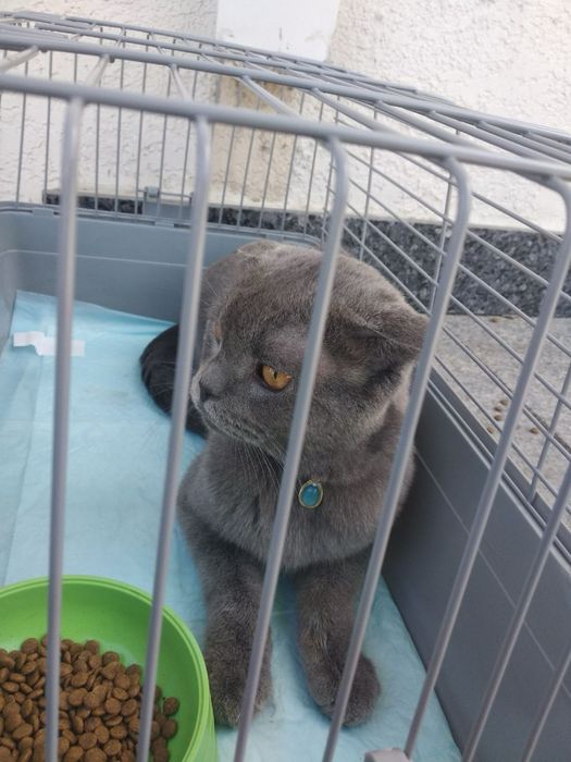 Skotish fold 1.5 yosh erkak bolasi yoq  urgochisi yoq aqillik mushukkk