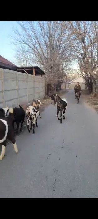 Таза қанды битал