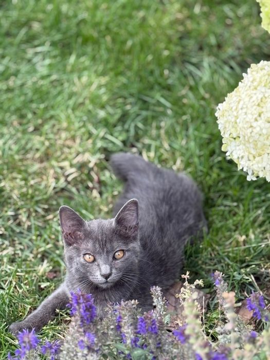 Котенок бесплатно