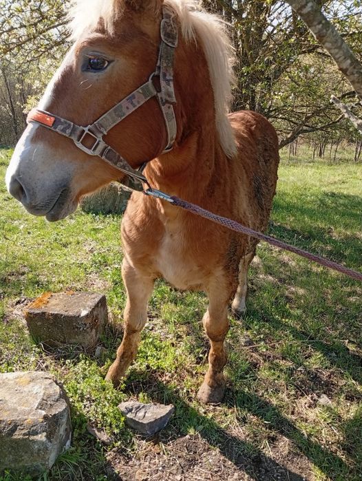 Vând mânz de 11 luni