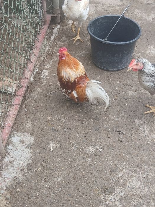 Păsări de curte si ornament