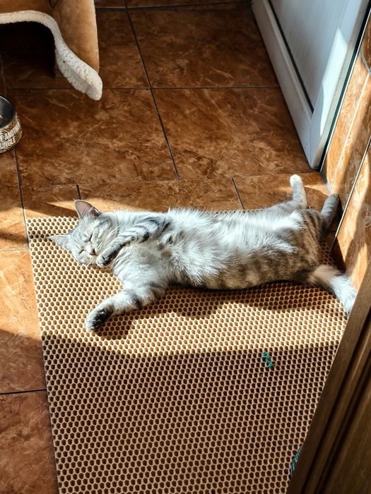 Кошка ищет кота для вязки