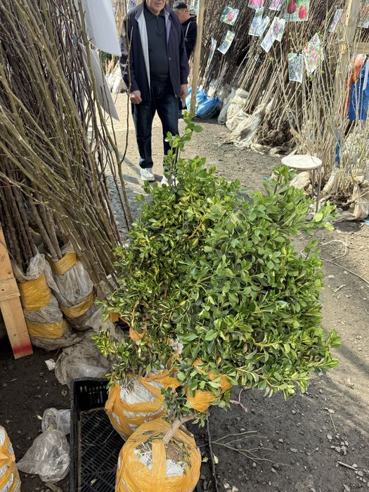 Договоримся гул и агаш