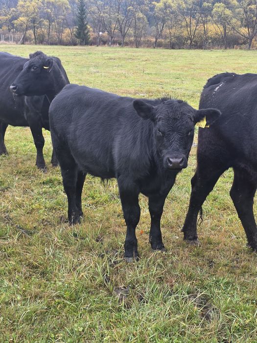 Vindem taurasi Aberdeen Angus