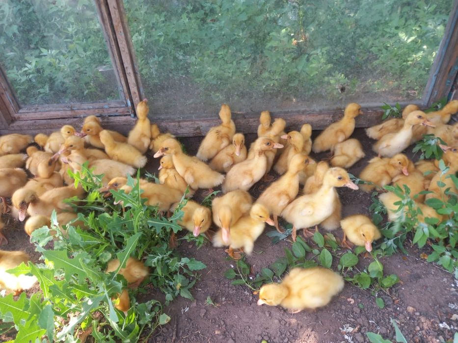 Продаю утят и гусят