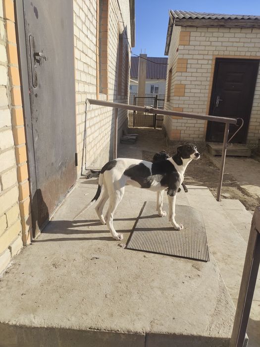 Грейхаунд тазы 5 айлық