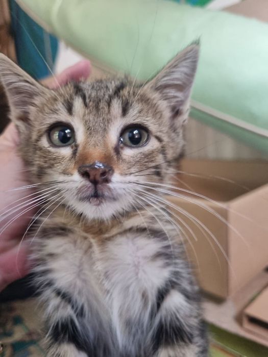 Котёнок ищет дом