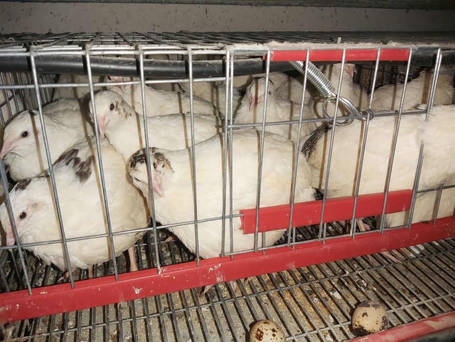 Prepelite outoare rasa Giganta Polara