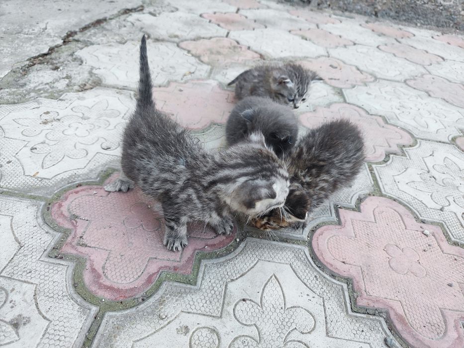 Маленькие кошки.