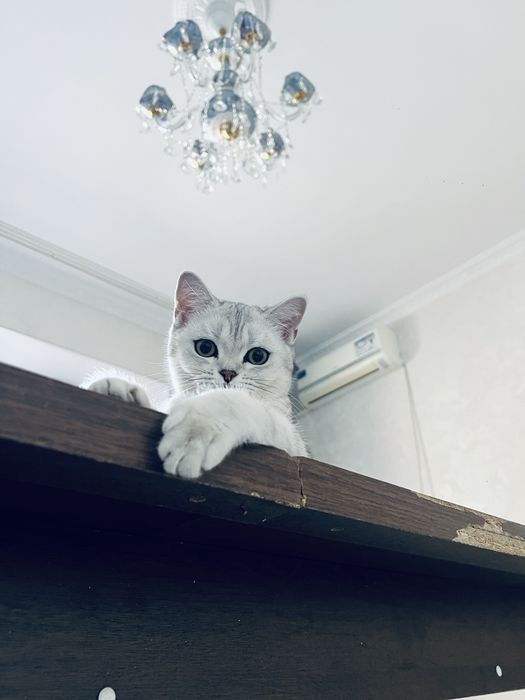 чистокровная Британская короткошёрстная